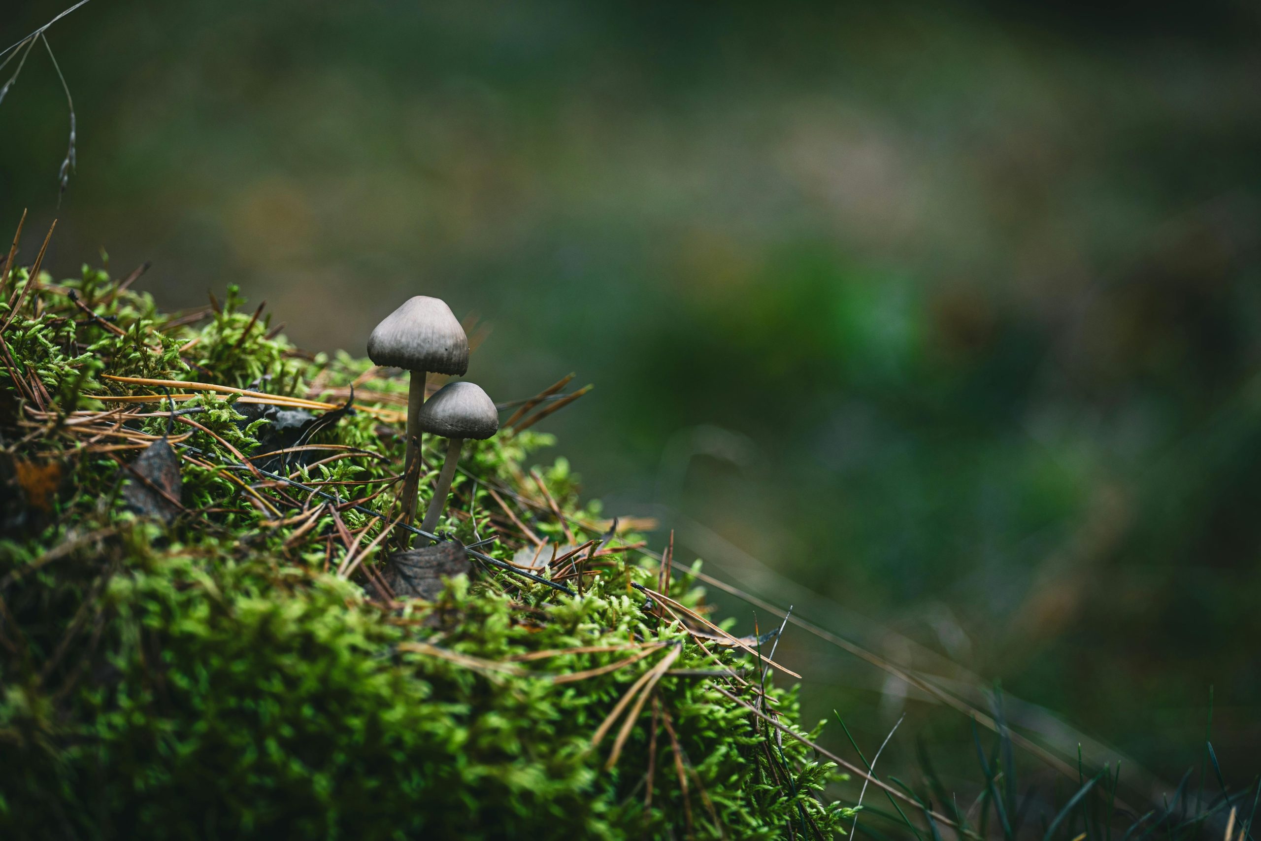 Préserver la biodiversité, un Impératif pour l’avenir de notre planète