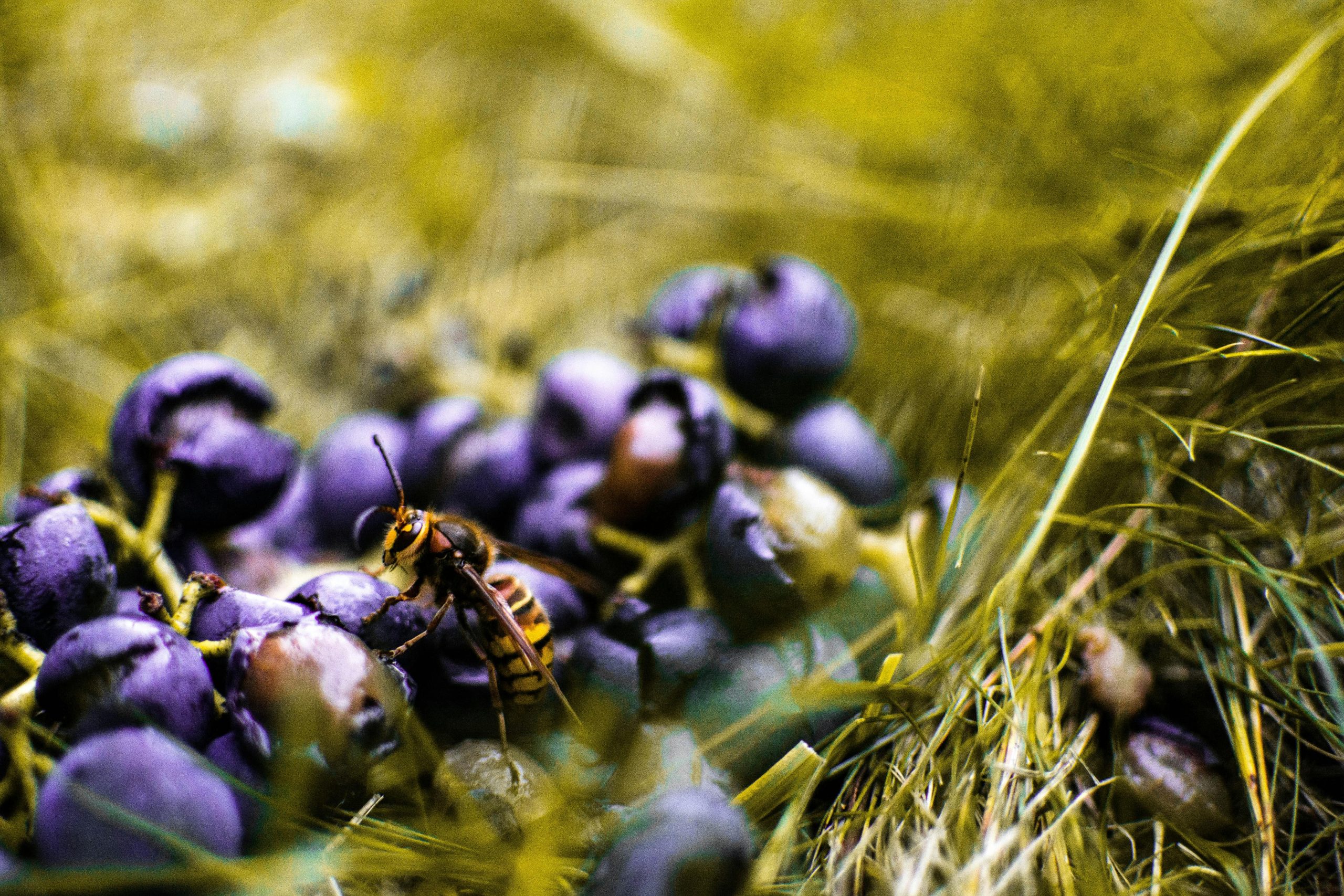 Les Espèces Invasives, une menace pour la biodiversité mondiale